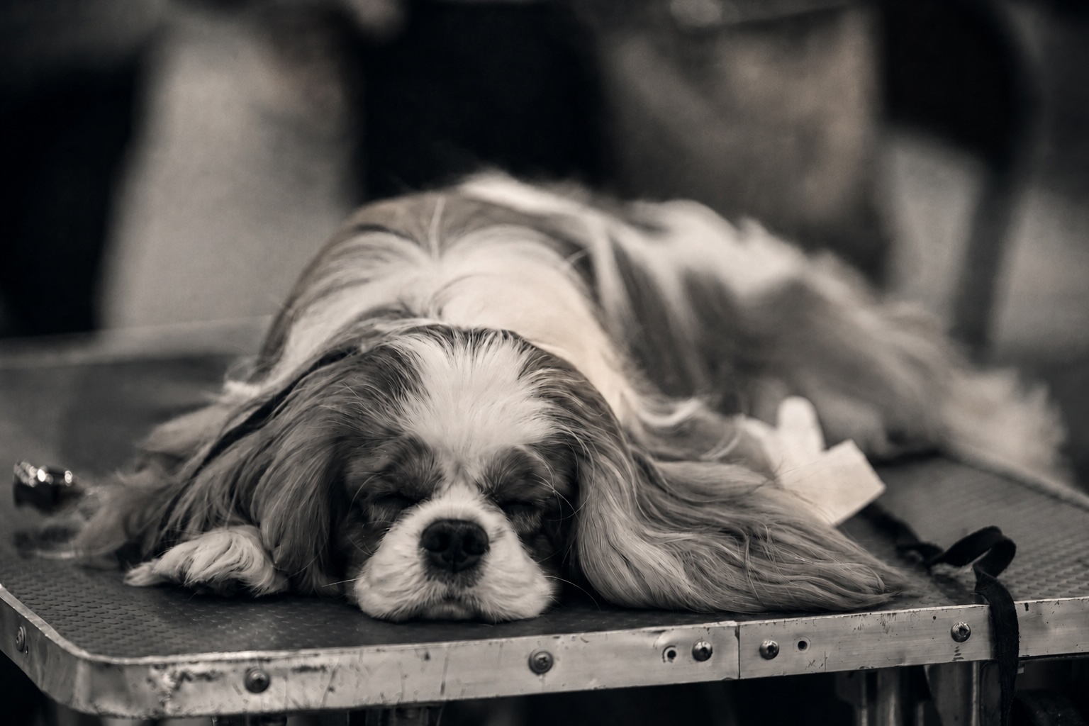 A Cavalier King Charles Spaniel resting on a grooming table