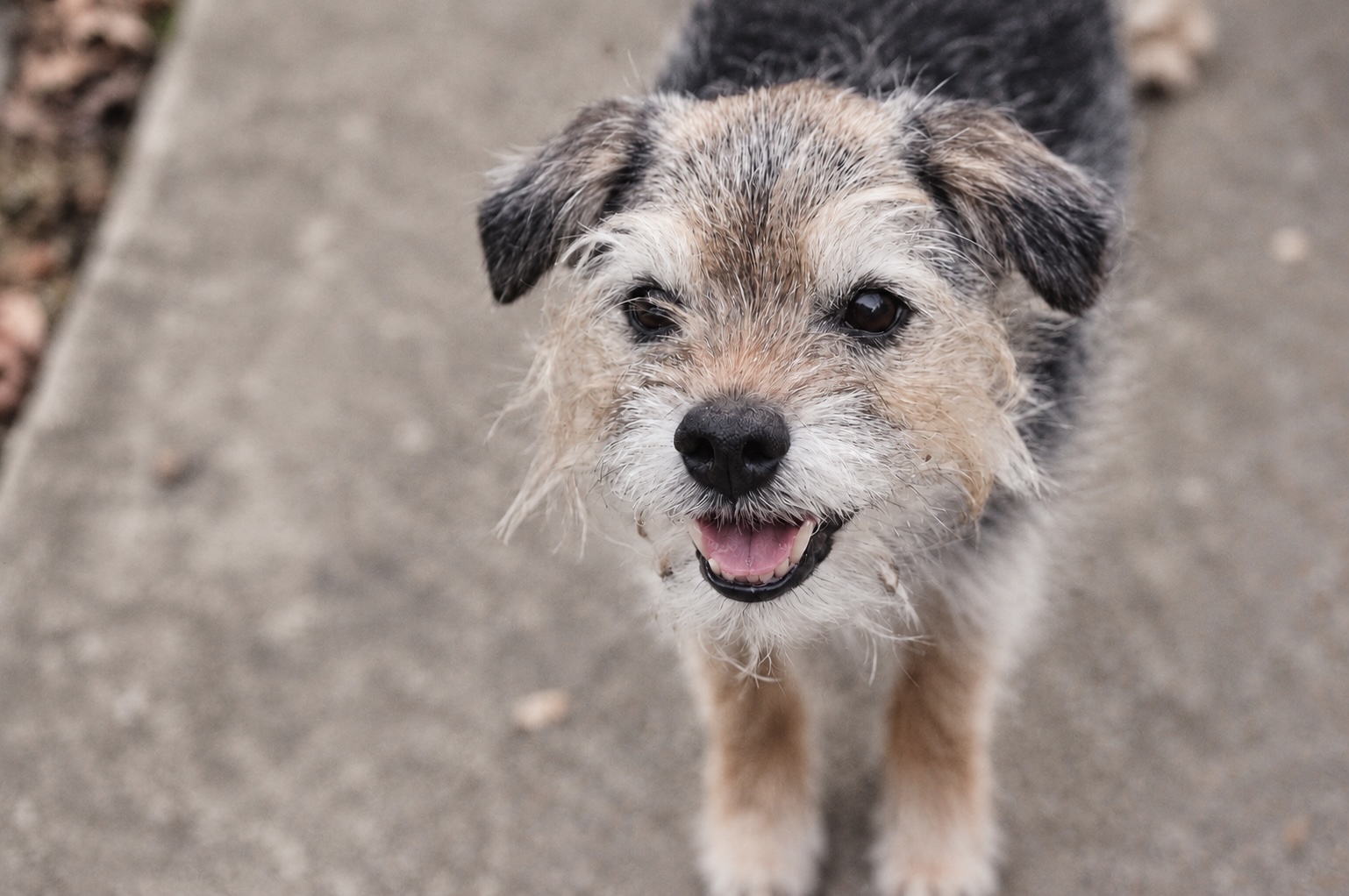 Blue the Border Terrier looking up from a paved path